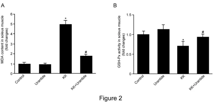 Figure 2.  Effect of urantide on MDA content and GSH-Px activity in soleus muscle in mice