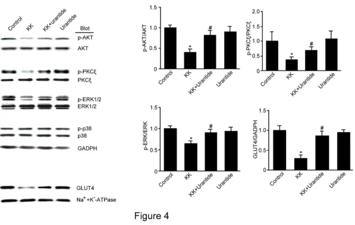 Figure  4.    Effect  of  urantide  on  GLUT4  protein  expression  and  PKC,  AKT,  ERK  protein  phosphorylation