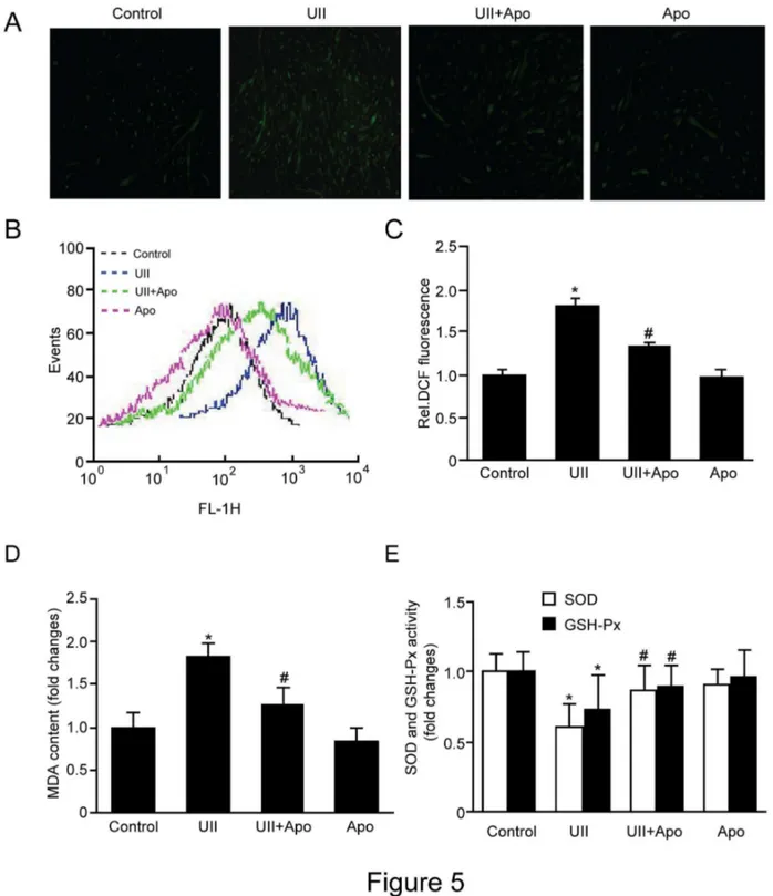 Figure 5.  Effect of UII on ROS production, MDA content and antioxidase activity.  C2C12 cells were stimulated with 100 nM UII  for  2h,  and  apocynin  was  administrated  for  30  minutes  before  stimulation  with  UII