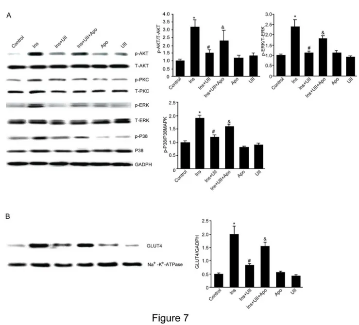 Figure 7.  Effect of UII on GLUT4 protein expression and PKC, AKT, ERK protein phosphorylation