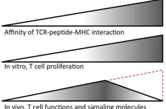 Figure 1. Summary of Corse’s findings and the controversy.
