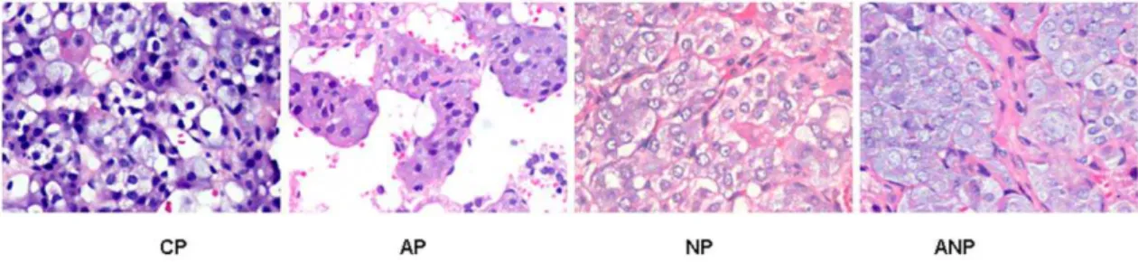 Figure 3. Histopathology examination of adrenal medulla in maternal rats. The shape of adrenal medullar cell was regular, and damaged structure was not observed in CP rats