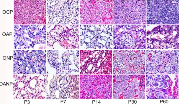 Figure 5. Histopathology examination of adrenal medulla in offspring rat. P3:postnatal day 3;P7:postnatal day 7; P14:postnatal day 14;
