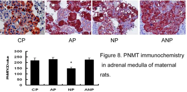 Figure 8. PNMT immunochemistry in adrenal medulla of maternal rats. The expression of PNMT decreased in NP rats significantly compared with CP rats