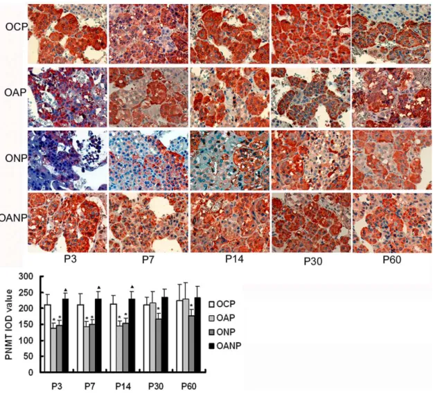Figure 9. PNMT immunochemistry in adrenal medulla of offspring rats. The expression of PNMT protein in the OAP and ONP rats adrenal medulla decreased significantly compared to OCP rats from P3 to P14 and gradually increased in OAP rats from P 30 to P60, th