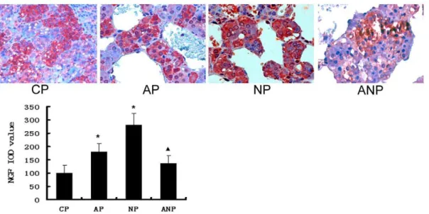 Figure 10. NGF immunochemistry in adrenal medulla of maternal rats. NGF protein in AP and NP rats were significantly higher than that in CP rats