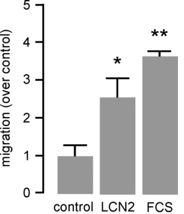 Fig 2. LCN2 induces cell migration of monocytic cells. Migration of murine monocyte/macrophage-like J774A.1 cells in response to LCN2 (0.5 μg/mL) was carried out in transwell cell culture inserts for 24 hours.