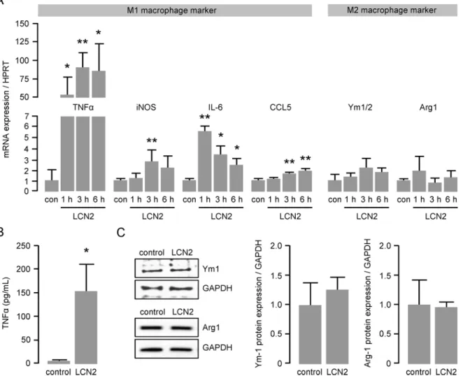 Fig 3. LCN2 enhances mRNA expression of M1 macrophage markers. (A) mRNA expression of the M1 macrophage markers TNF-α, iNOS, IL-6 and CCL5 as well as the M2 macrophage markers Ym1/2 and Arg1 in murine primary BMDM following LCN2 (0.5 μg/mL) stimulation was