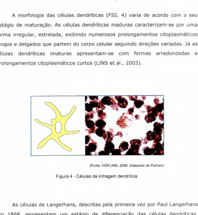 Figura 4 - Células da linhagem dendritica. 