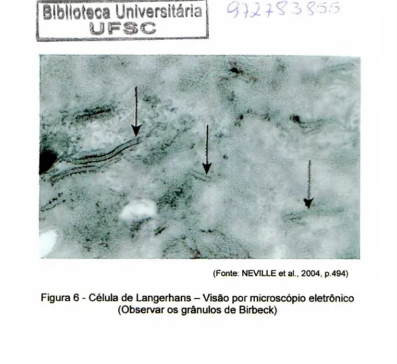 Figura 6 - Célula de Langerhans — Visão por   microscópio   eletrônico  (Observar os grânulos de Birbeck) 