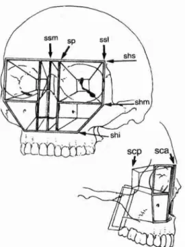 Figura 1- Diagrama dos principais suportes faciais superpostos A anatomia   óssea   facial