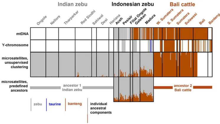Figure 2. Genomic components of Indonesian cattle animals. Animals are represented as vertical lines, the color of which indicates zebu of banteng mitochondrial DNA (top panel), zebu, taurine or banteng Y-chromosomal DNA (second panel, only for males), the