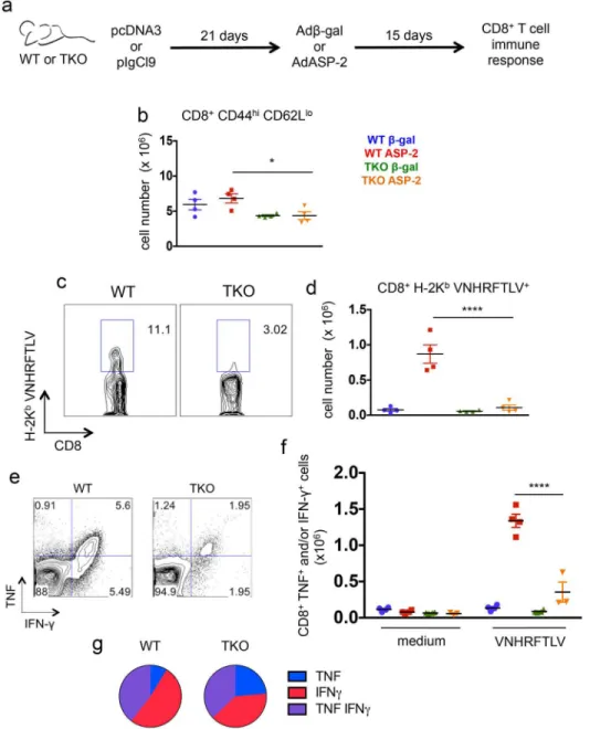 Fig 6. Immunoproteasome-deficient mice present impaired immunity of specific CD8 + T cells upon genetic vaccination against T