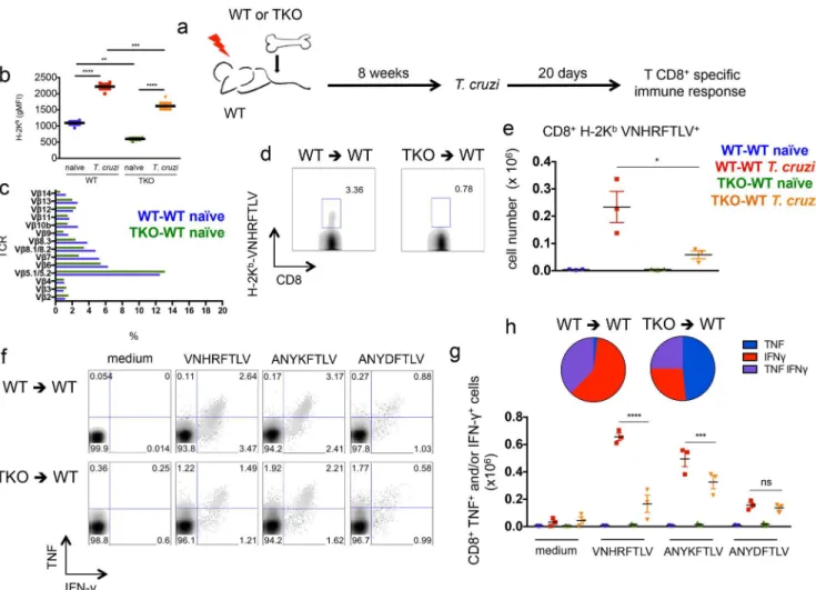 Fig 8. Impaired immunity of specific CD8 + T cells upon infection with T. cruzi of WT mice reconstituted with immunoproteasome-deficient bone marrow