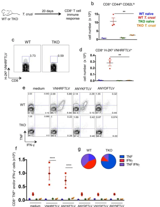 Fig 4. Immunoproteasome-deficient mice present impaired immunity of specific CD8 + T cells upon infection with T
