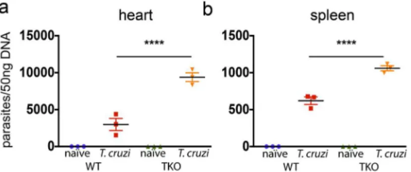 Fig 5. Mice devoid of immunoproteasomes present higher tissue parasitism upon infection with T.