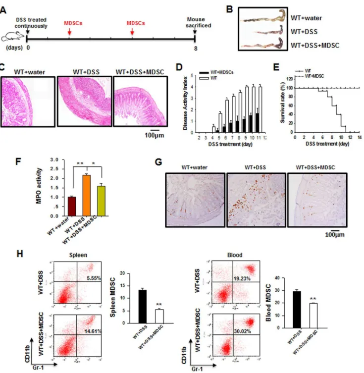 Figure 4. Adoptively transferred MDSCs exert a protective effect on DSS-induced mouse colitis