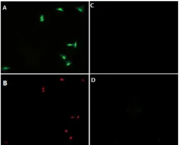Fig 3. Fluorescent microscope images of A549 lung cancer cells after pretargeting Cetuximab antibodies modified with 5-carboxyfluorescein and norbornene and subsequent labeling with tetrazine-VT680