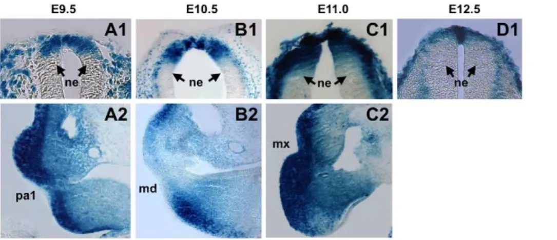 Figure 4. Sections showing BRE-gal reporter activity in various regions of mid-stage BRE-gal mouse embryos