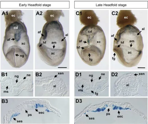 Figure 8. BRE-gal reporter activity in mouse embryos at headfold stages (E7.5–8.0). Wholemount X-gal staining of BRE-gal mouse embryos showed BRE-dependent Bmp signaling in embryonic and extra-embryonic structures