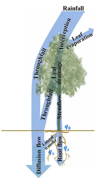 Figure 1. Stem–root flow conceptual diagram. Leaf drainage in the model can be separated into throughfall and stemflow