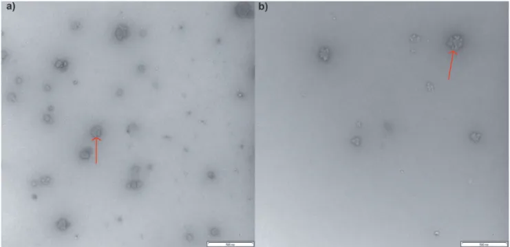 Fig 1. Aqueous SEC weight distributions of acid hydrolyzed glucans. Phytoglycogen (a) and liver glycogen (b) particle samples were taken over 14 days of acid hydrolysis