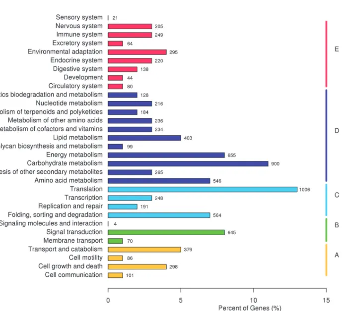 Fig 2. KEGG classification of the unigenes from RNA-Seq experiments on D. composita. Key: A–cellular processes, B–environmental information processing, C–genetic information processing, D–metabolism, and E–organism systems.