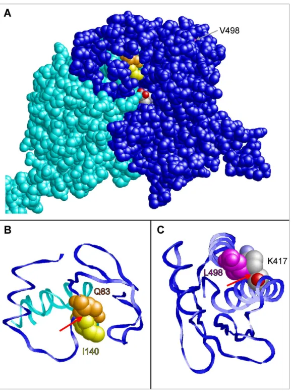 Figure 3. Prediction of the phenotypic effects of the coding SNPs rs37369 (p.Val140Ile) and rs16899974 (p.Val498Leu) in AGXT2 using structural information from in silico homology modeling