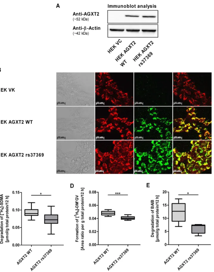 Figure 2. Characterization of HEK cell lines overexpressing human wild-type and mutant (rs37369, p.Val140Ile) AGXT2 protein
