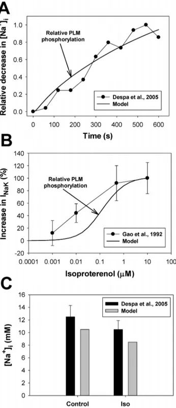 Figure 14A shows experimental and simulated time courses of PLB phosphorylation (in %) after stimulation of the b 1 -adrenergic signaling system