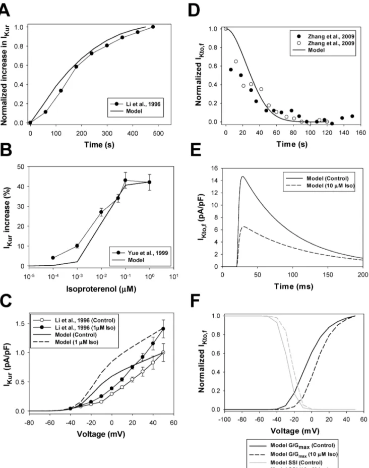 Figure 13. The effects of b 1 -adrenoceptor stimulation on I Kur and I Kto,f . Panel A: Experimental time course of the relative increase in the ultra-rapidly activating delayed-rectifier K + current I Kur obtained by Li et al