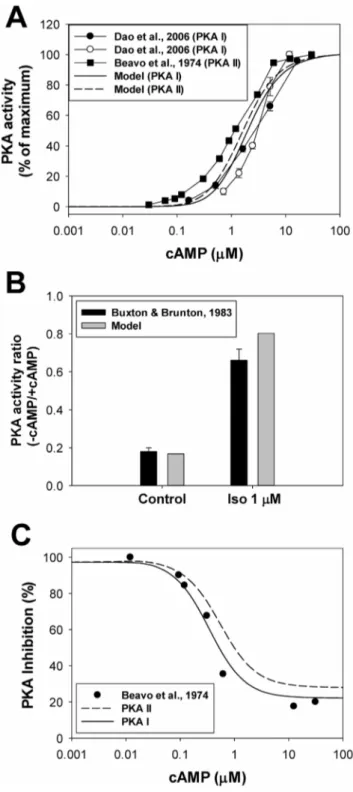 Figure 7A shows the effects of activation of the b 1 -adrenergic signaling system by 1 m M isoproterenol on inhibitor-1 activity