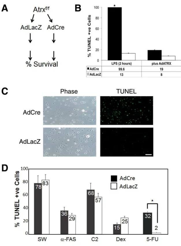 Figure 2. Atrx-null macrophages are sensitive to LPS and 5-fluorouracil treatment. (A) Schematic diagram outlining experimental procedure