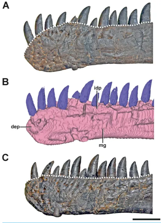 Figure 2 The dentaries of SMA 0005. (A) Left dentary with pathologic anterior end in lateral view.