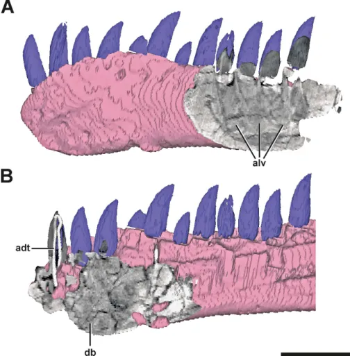 Figure 3 Surface model of the left dentary of SMA 0005 with anterior and posterior CT sections
