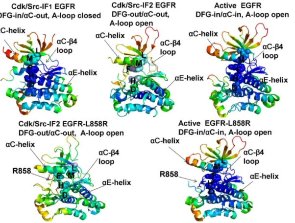 Figure 3. Conformational Mobility Analysis of the EGFR-WT and EGFR-L858R Kinases. Conformational mobility profiles of EGFR-WT are shown for the inactive Cdk/Src-IF1 form (pdb id 1XKK, left upper panel), the inactive Cdk/Src-IF2 state (pdb id 2RF9, middle u