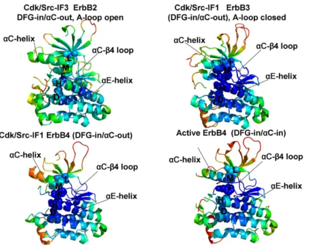 Figure 4. Conformational Mobility Analysis of the ErbB Kinases. Conformational mobility mapping of ErbB2-WT in the inactive Cdk/Src-IF3 form (left upper panel), ErbB3-WT in the inactive Cdk/Src-IF1 conformation (right upper panel), ErbB4-WT in the Cdk/Src-
