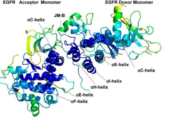 Figure 5. Conformational Mobility Profile of the Active EGFR Dimer. Structural distribution of conformational mobility in the asymmetric active dimer of EGFR-WT