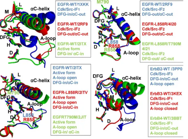 Figure 1. Structural Characteristics of the ErbB Kinases. The crystal structures of the ErbB kinase family in different functional states are depicted using a comparison of key regulatory regions in the catalytic domain