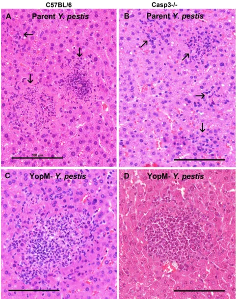 Figure S1 Similar amounts of TUNEL staining were present in spleens of mice infected with parent and DyopM-1 Y
