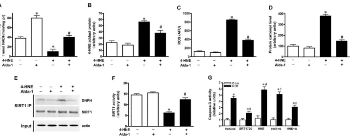 Figure  2.    Alda-1  treatment  prevented  the  harmful  effect  of  4-HNE  on  cardiomyocytes