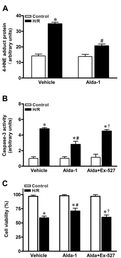 Figure 3.  Alda-1 treatment protected cardiomyocytes against H/R injury.  Cardiomyocytes were pretreated for 1 h with vehicle, Alda-1(20  µmol/L)  or  Alda-1  plus  Ex-527  (10  µmol/L),  and  then  with  or  without  1  hr  of  hypoxia  and  1  hr  reoxyg