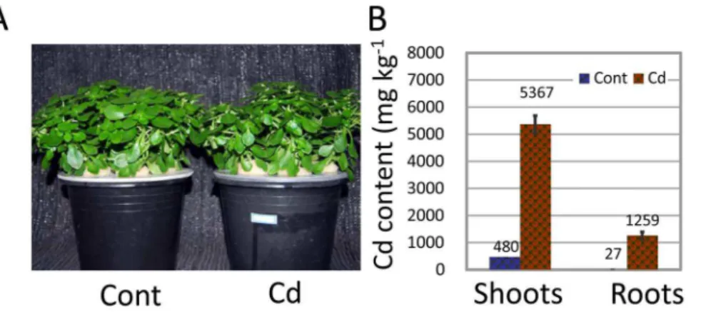 Figure 1. Cd hyperaccumulation in S. alfredii Hance (HE). (A) Growth of HE after exposure to 0 mM (Cont) or 100 mM Cd 2+ (Cd) for 8 days