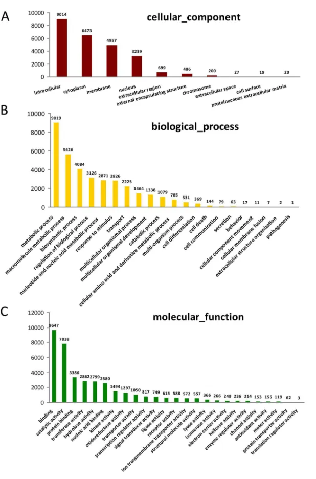 Figure 2. Gene Ontology (GO) analysis of S. alfredii Hance (HE) contigs. GO distribution of (A) cellular component, (B) biological process and (C) molecular function.