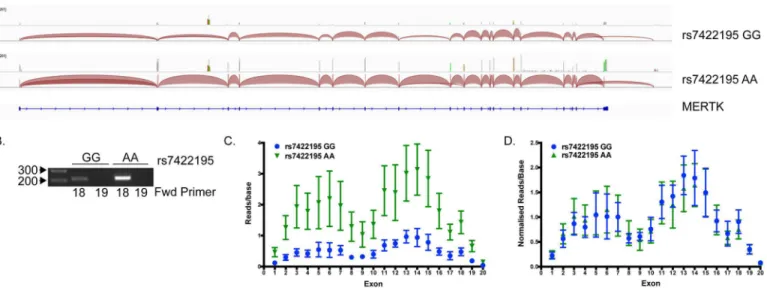 Fig 7. The MERTK gene contains a novel alternative final exon but usage is not genotype-dependent