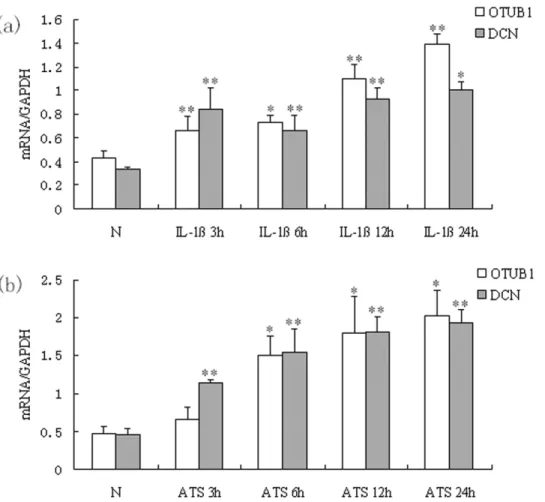 Figure 2. OTUB1 and DCN mRNA were upregulated in MC stimulated with IL-1band ATS. (a) MC were treated with IL-1b10 ng/mL for 3 h, 6 h, 12 h and 24 h