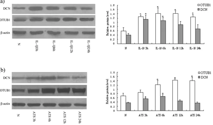 Table 1. Quantitative analysis of OTUB1 immunoreactivity in glomerulonephritides.