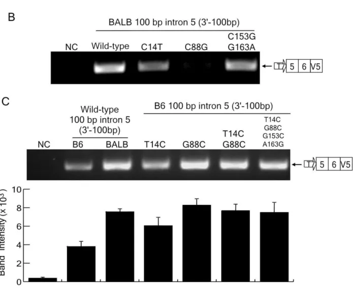 Figure 6. Identification of critical residues for exon 5 inclusion into mA3 mRNA. (A) Polymorphic nucleotides indicated with the shades were exchanged at the boxed sites between the B6 and BALB/c alleles
