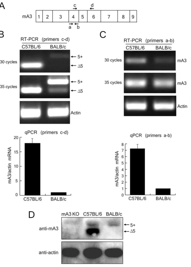 Figure 1. Expression of mA3 transcripts and protein in the spleens of B6 and BALB/c mice
