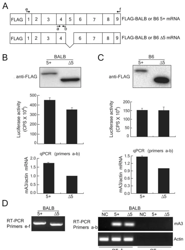 Figure 2. Protein expression of the full-length and D5 mA3 in transiently transfected 293T cells